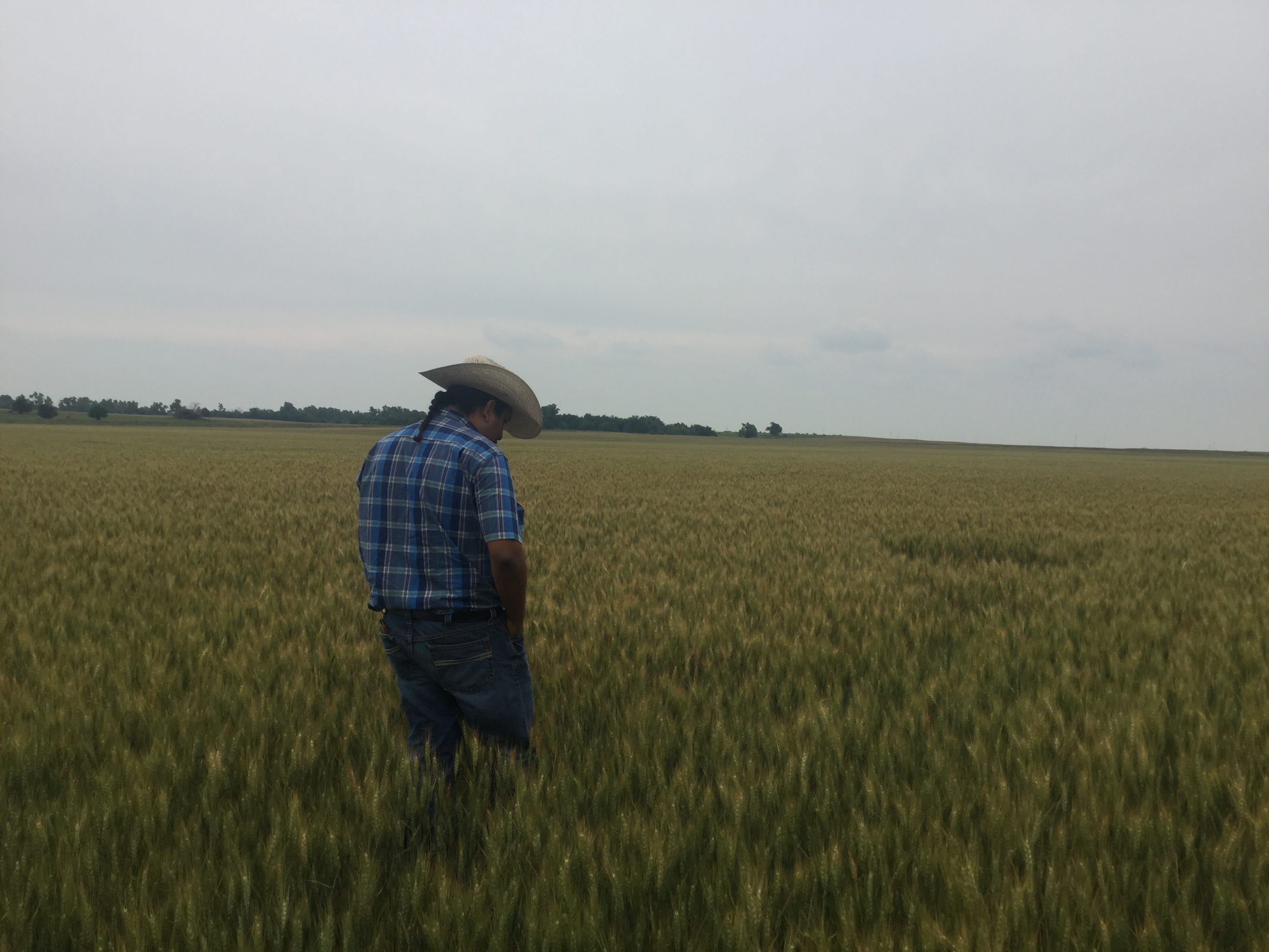 Cover image for Oklahoma Where the Good Wheat Grows
