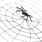 Why the Best Leaders Think in Systems, Not Roadmaps