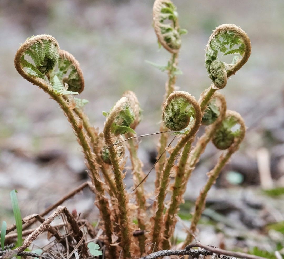brown plant in tilt shift lens