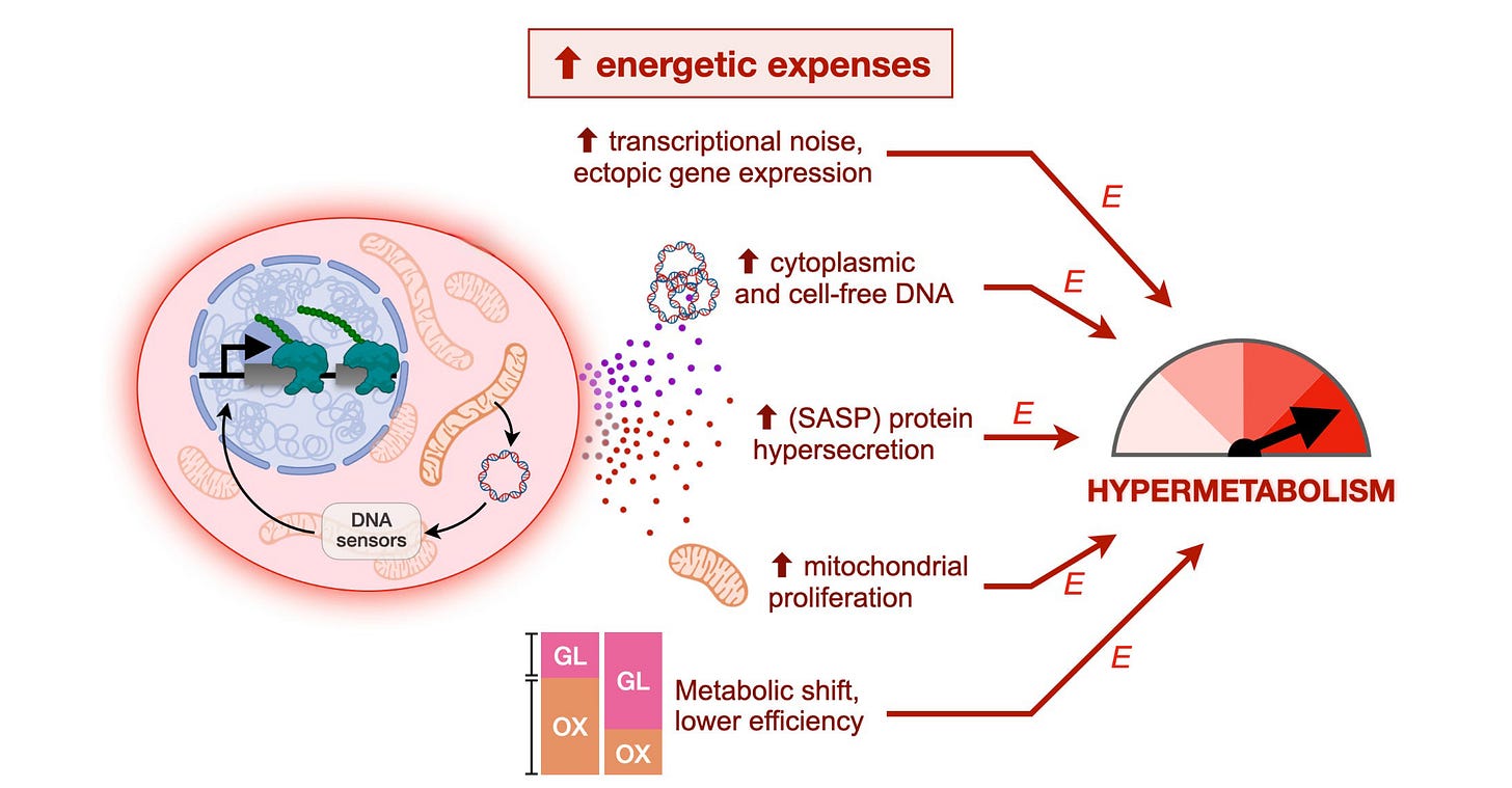 Figure showing the process of cellular hypermetabolism that results in an increased energetic expenditure. Figure showing the process of cellular hypermetabolism that results in an increased energetic expenditure.