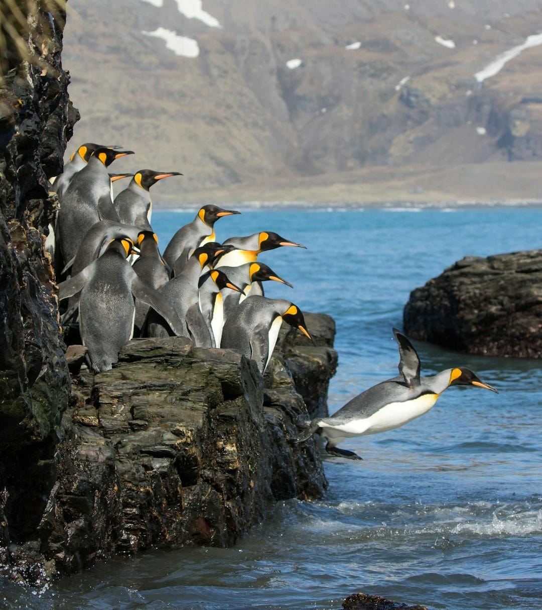 penguins standing on rock formation