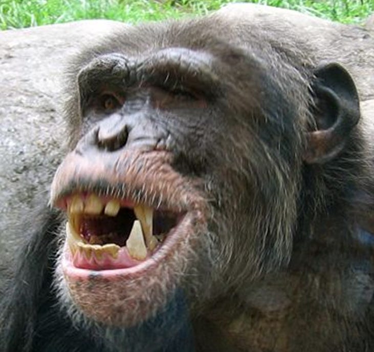 File:Close up - chimpanzee teeth.png - Wikimedia Commons