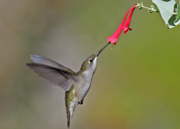 アメリカ80年代 Andrea 幸せを運ぶ鳥ノド赤ハチドリ親子愛・美・知性の象徴 America's Hummingbirds - by Robert Francis - Bird History