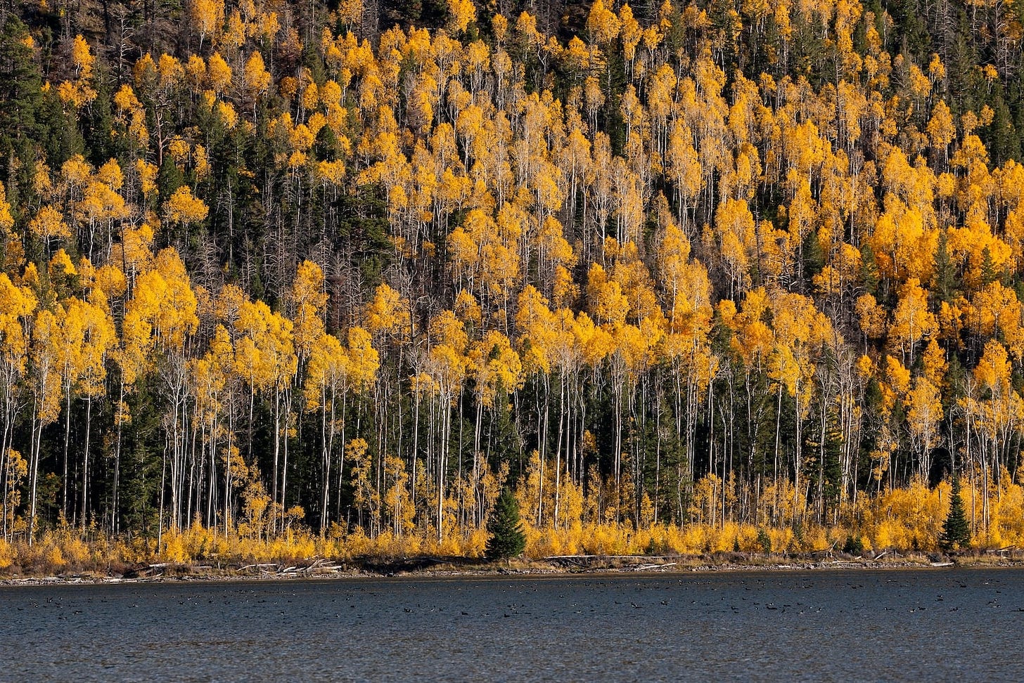 The Sweet Song Of The Pando, The Largest Tree On Earth The Sweet Song Of The Pando, The Largest Tree On Earth