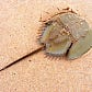 Horseshoe Crab's avatar