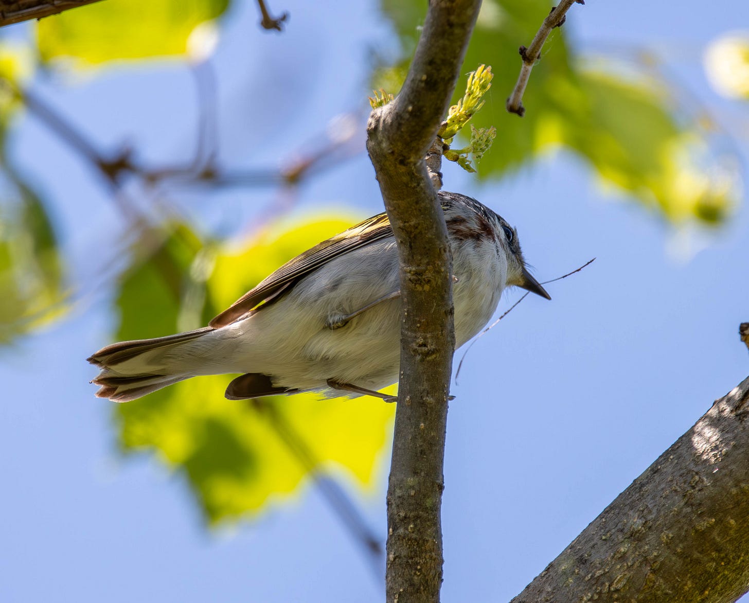 view of a chestnut-sided warbler from below with a twig in its beak