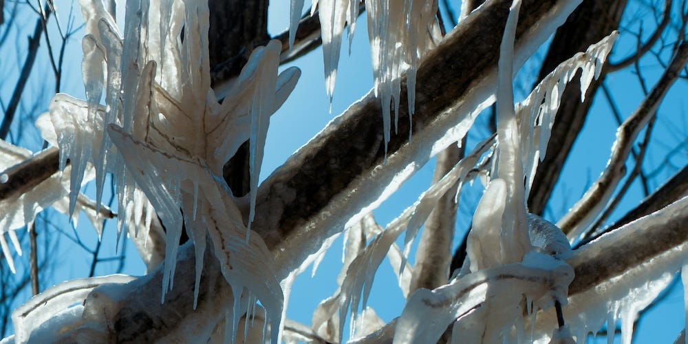 icy tree close-up