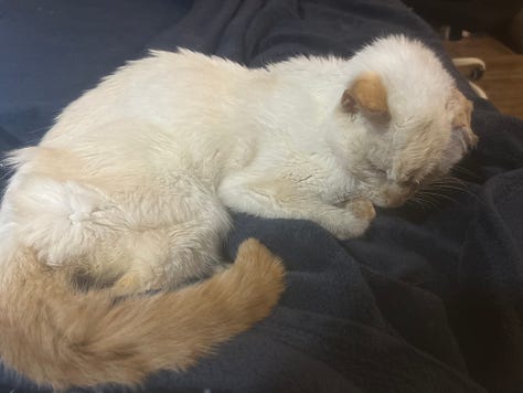 Nine images of Snow, a flame-point Siamese cat, resting in various cozy spots throughout her final year. Her expressions shift from serene to curious, capturing her enduring spirit and gentle presence.