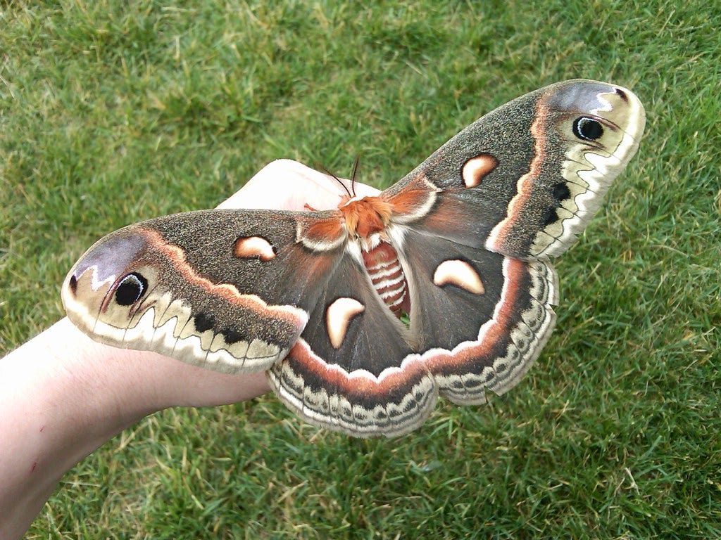 Cecropia silk moth (Hyalophora cecropia) - a photo on Flickriver