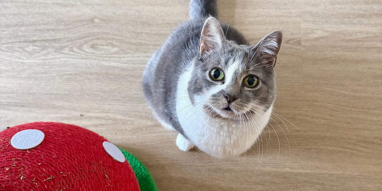 written by my cat 