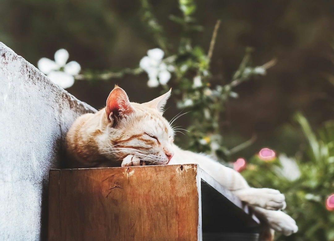 orange tabby cat lying on gray concrete fence during daytime orange tabby cat lying on gray concrete fence during daytime