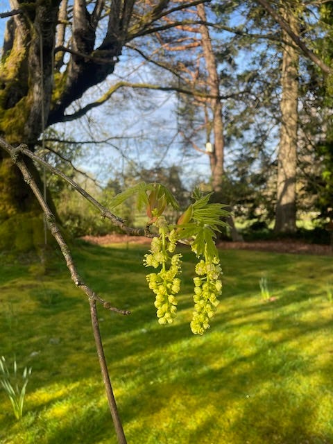 big leaf maple in spring