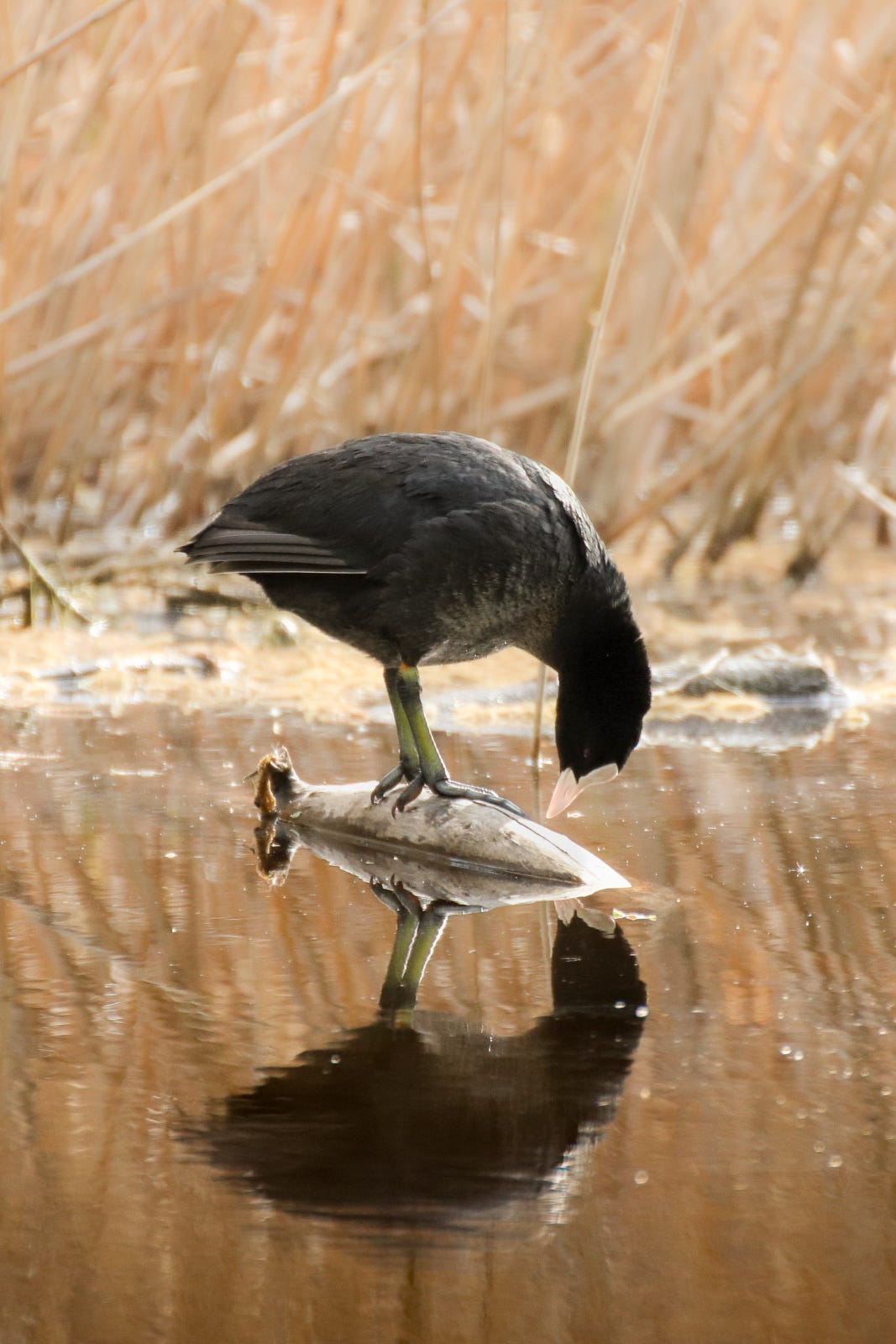 Coot