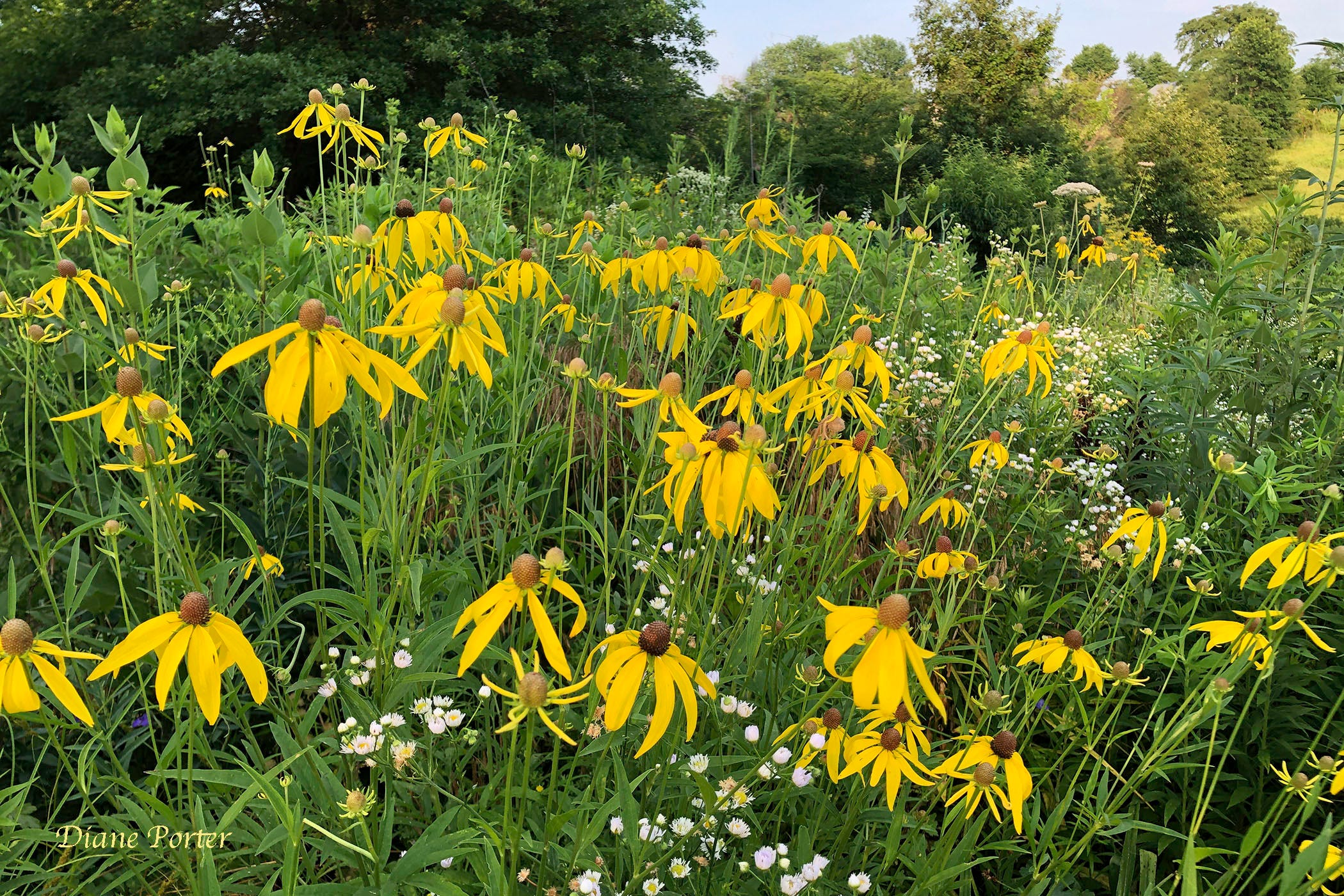 Gray-headed Coneflower - by Diane Porter - My Gaia