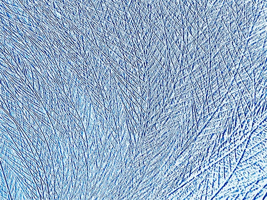 Photograph of Feather