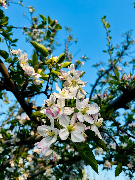 photos-of-kashmir