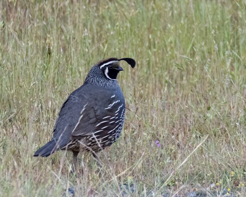 20250610-SJI-535-Edit.jpg 20250610-SJI-535-Edit.jpg