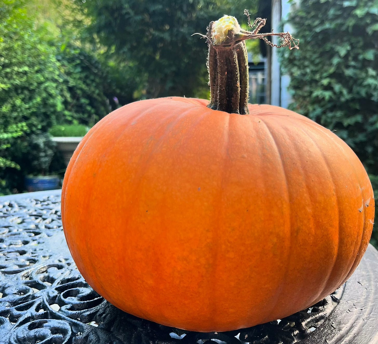 Pumpkin from the allotment