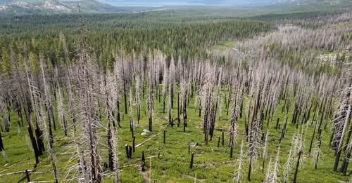 ‘I’d rather my house burn down than get cancer’: Herbicide use upends California’s fight to save forests