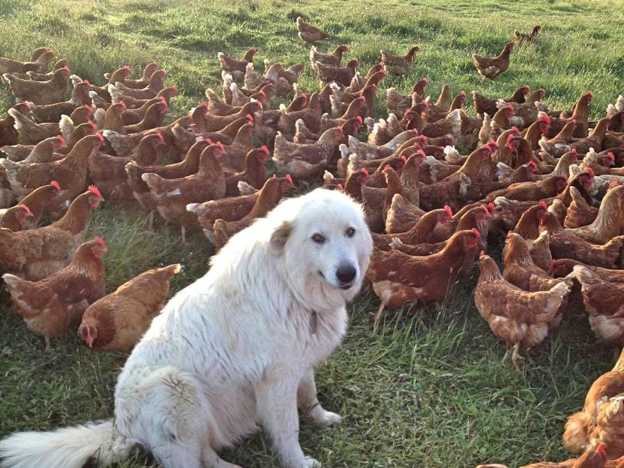 Work in Australia with Josh's Rainbow Eggs Work in Australia with Josh's Rainbow Eggs