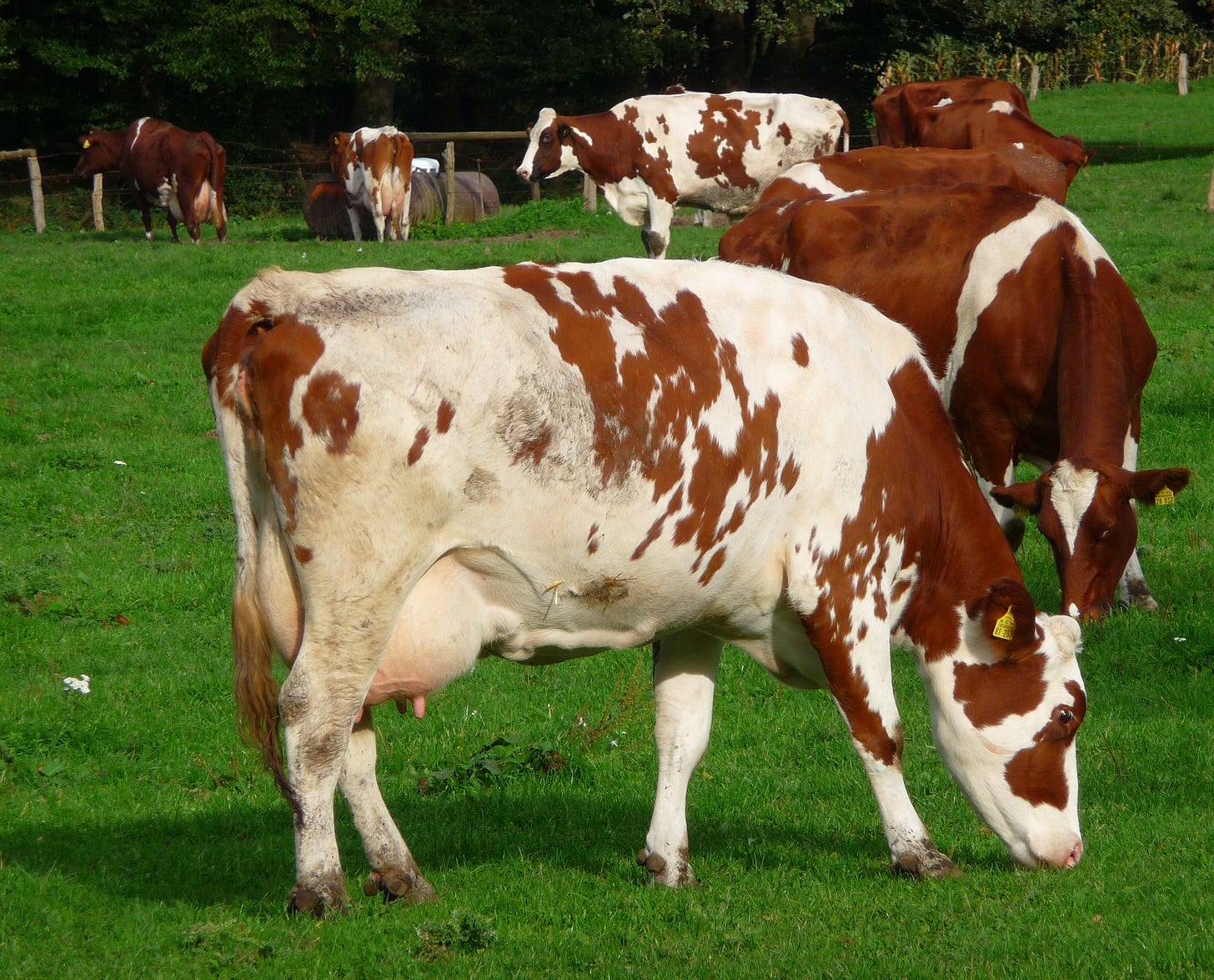 Grazing - Wikipedia