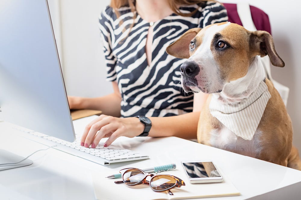 Working from home with a dog | Posturite