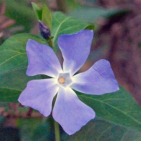 Australian Wild flower: Vinca major Blue Periwinkle