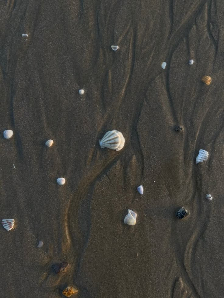 This may contain: shells and sand on the beach at low tide