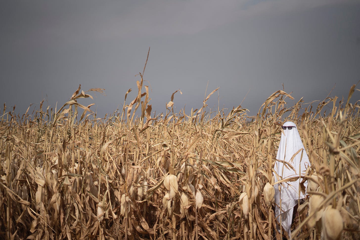 A cornfield under a moody grey sky with a ghost wearing sunglasses placed as a scarecrow, or perhaps a warning to humans? A cornfield under a moody grey sky with a ghost wearing sunglasses placed as a scarecrow, or perhaps a warning to humans?