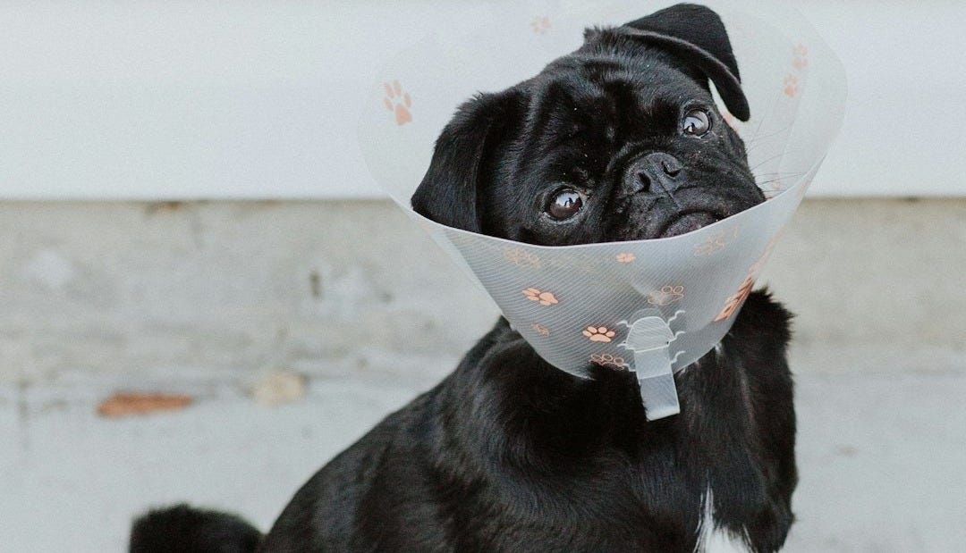 black pug puppy with white background