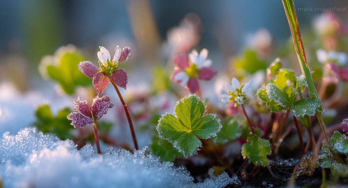 after easter frost