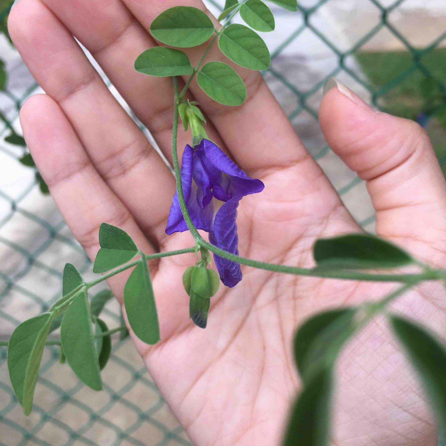 butterfly pea flower