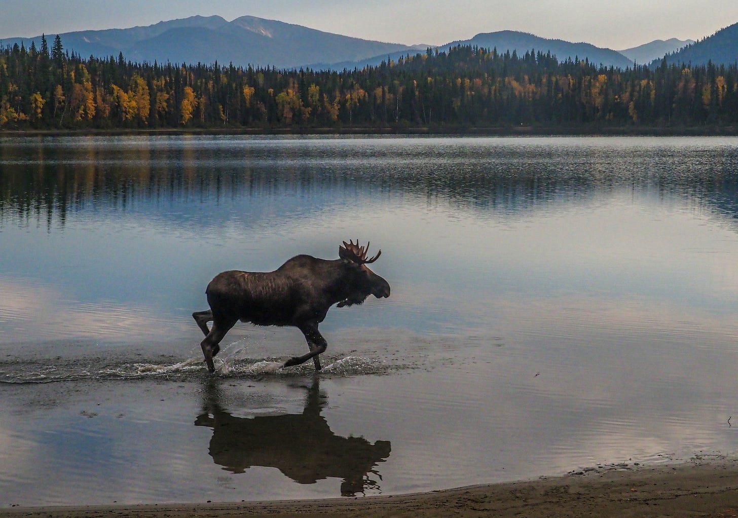 moose on lake shore during daytime moose on lake shore during daytime