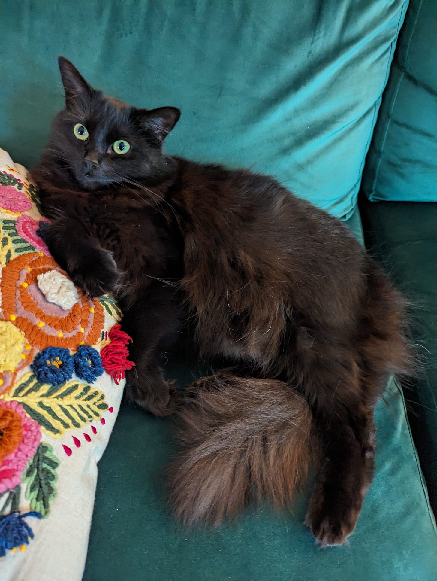 My black cat Chianti lounging on the green couch like she owns the place. My black cat Chianti lounging on the green couch like she owns the place.