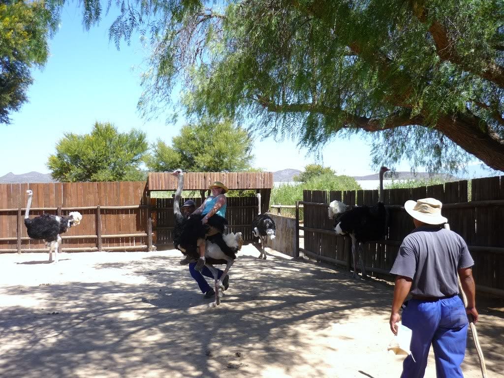 TBT: How To Ride an Ostrich (2011) | Eventing Nation - Three-Day Eventing  News, Results, Videos, and Commentary