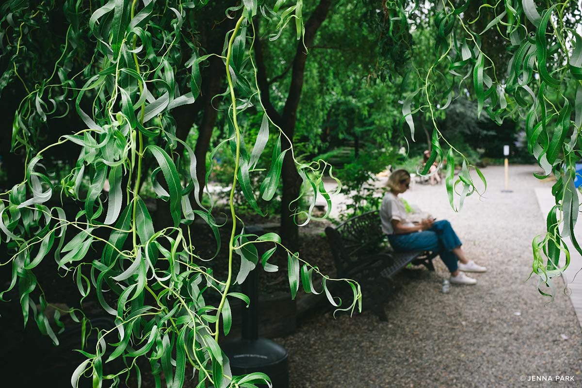A woman sitting under a curly willow tree