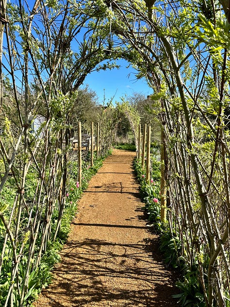 Ancient elms, clootie making and tying, Bride's Well, Parkinson's ME garden, Springline Path, Blackthorns, The first damson blossom at home.