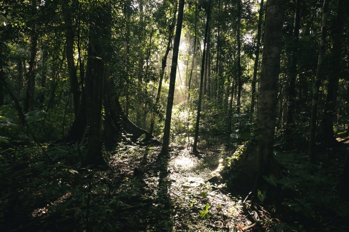 Lowland tropical rainforest in Sulawesi, Indonesia. Photo by Rhett Ayers Butler.