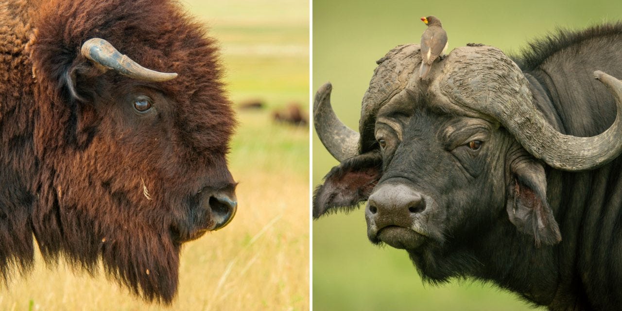 What’s the Difference Between Bison and Buffalo? What’s the Difference Between Bison and Buffalo?