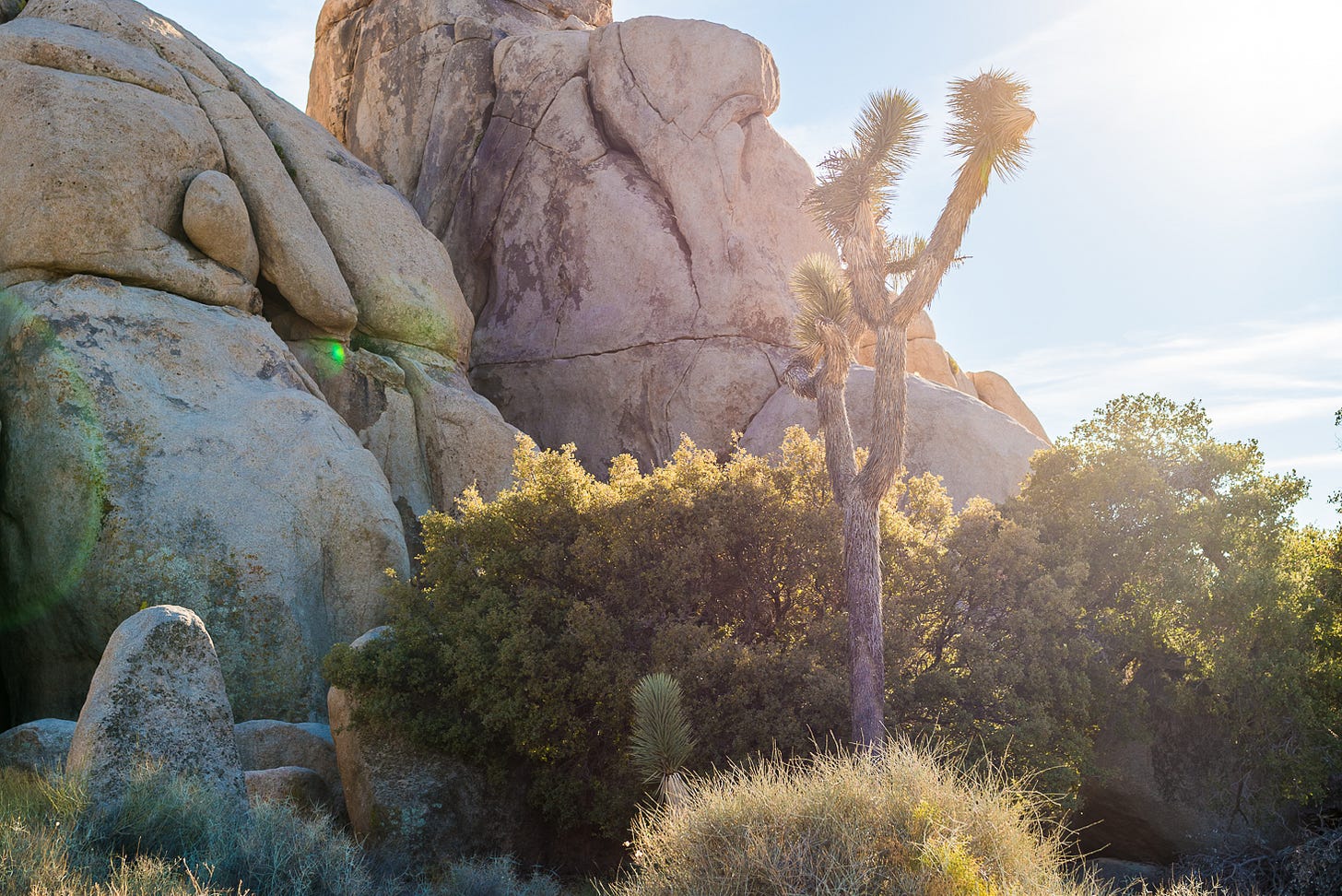 A rocky landscape with Joshua trees and desert vegetation.