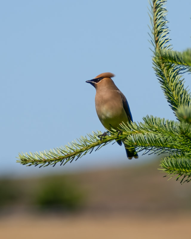 20250610-SJI3-215-Edit.jpg 20250610-SJI3-215-Edit.jpg