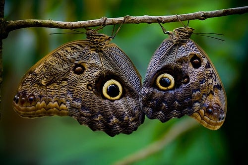 Butterfly