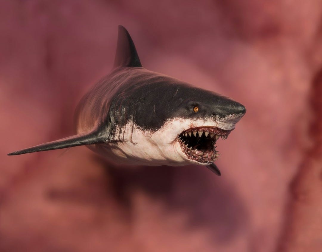 A great white shark with mouth open swims.