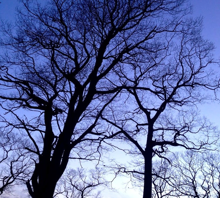 The Treehouse in April