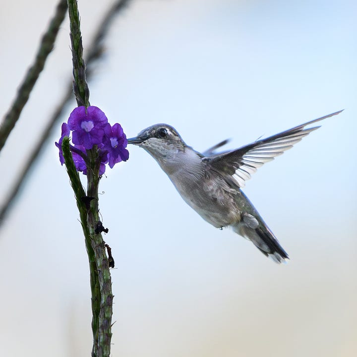 northern yellow warbler, rufous-backed wren, ruby-throated hummingbird, great kiskadee
