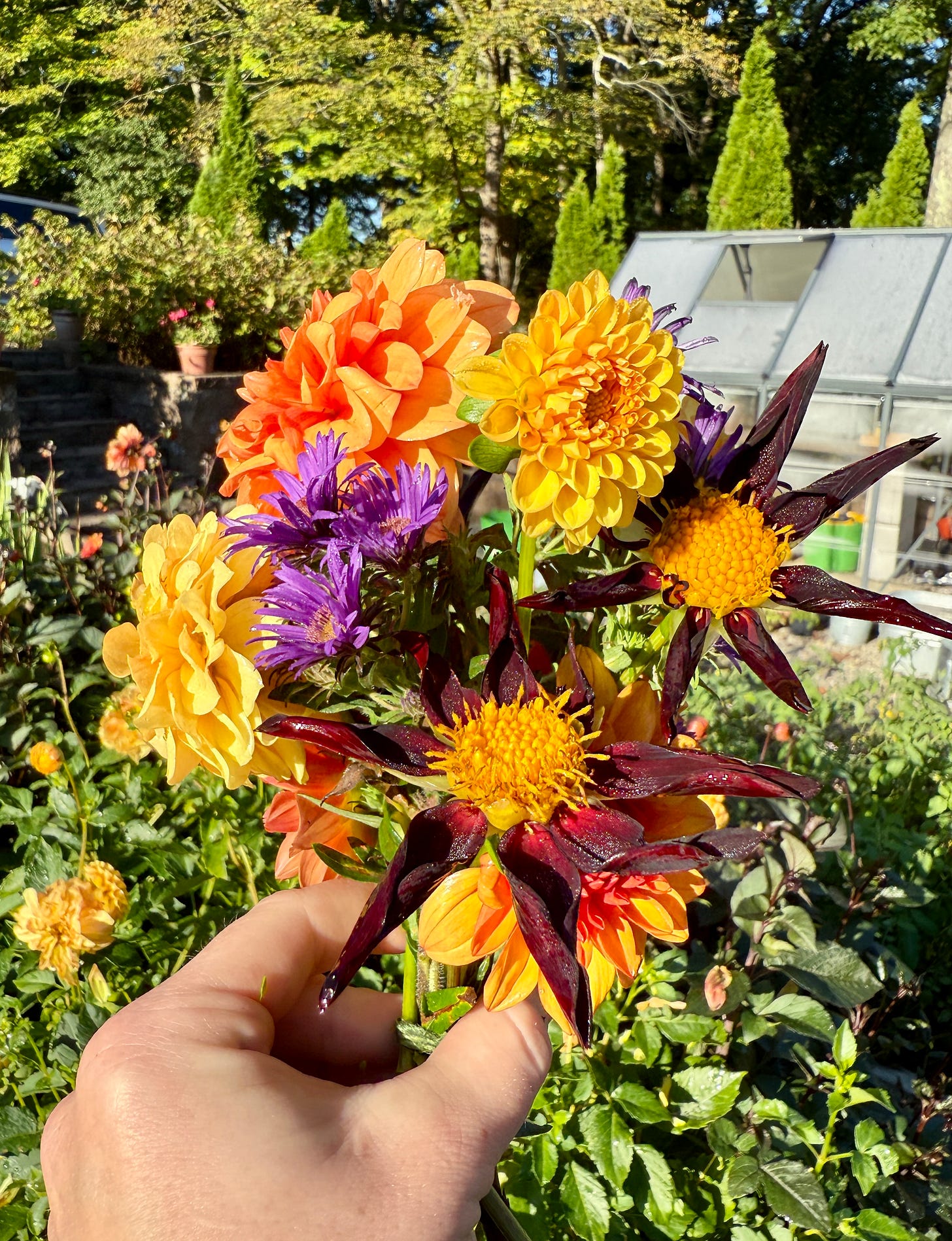 Assorted Dahlias and Asters from the Kitchen Garden