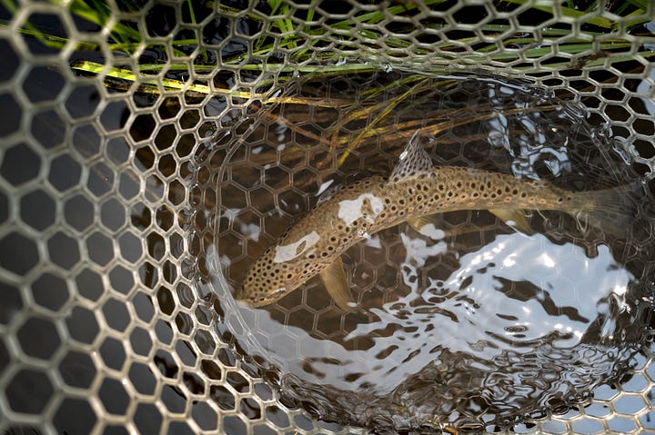 Fishing Michigan Creek in South Park, CO.