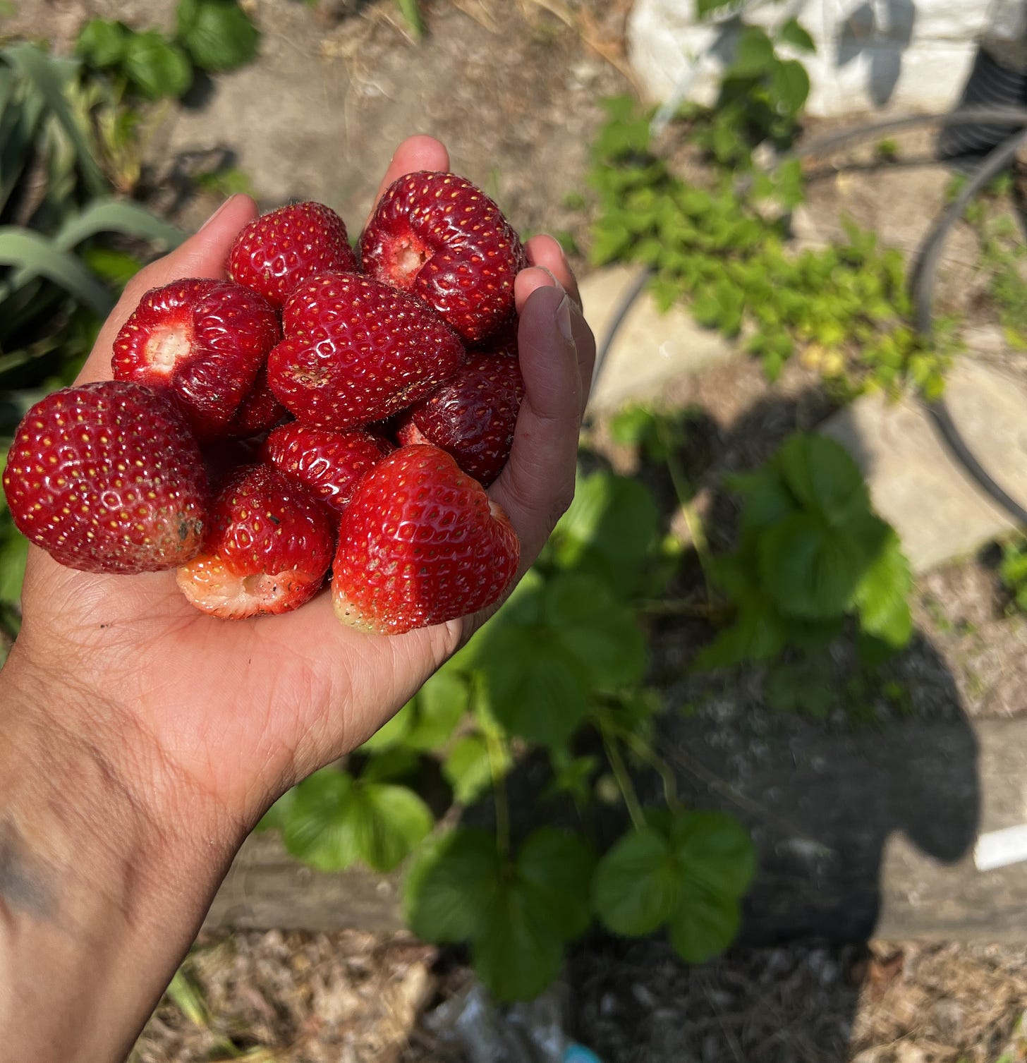 A brown hand full of red strawberries with a garden bed in the background A brown hand full of red strawberries with a garden bed in the background