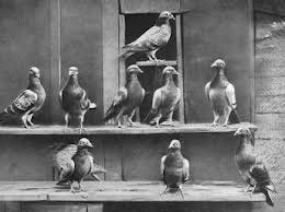 1930: The Carrier Pigeons That Led the NYPD Air Services on a Wild Goose  Chase - The Hatching Cat of Gotham The Hatching Cat of Gotham