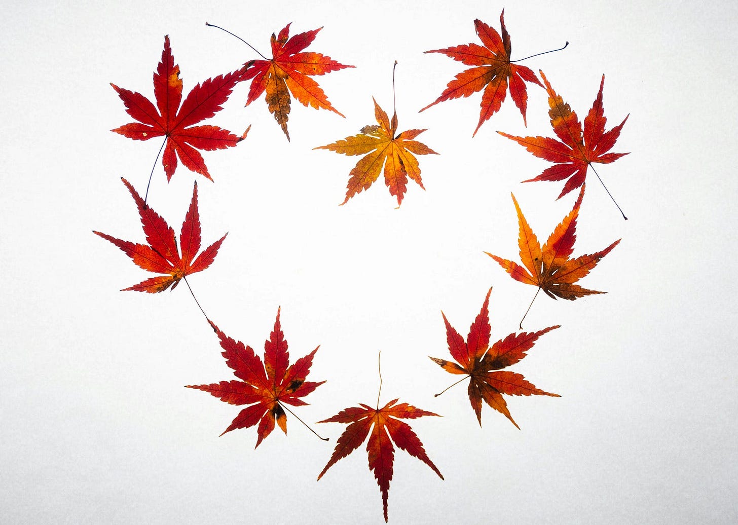 A heart shaped out of the colorful leaves of autumn A heart shaped out of the colorful leaves of autumn